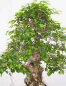 carpinus turczaninowii korean hornbeam tree seed 