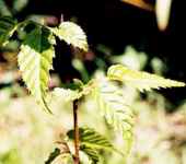 carpinus vininea himalayan hornbeam tree seed