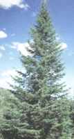 caanan fir