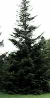 bulgarian fir