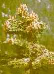 greek fir abies cephalonica seeds tree