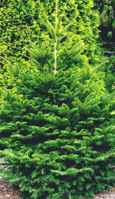 momi fir japanese abies
                firma seeds seedling tree