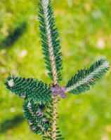 georges fir abies georgei