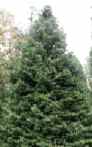 grand fir abies grandis seeds seedling tree