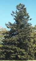 manchurian fir abies holophylla seeds tree