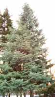 siberian fir abies nephrolepis seeds seedling tree