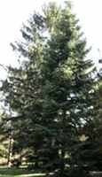 nordman fir abies
                  nordmanii seeds seedling tree