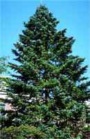 himalayan fir abies
                  pindrow seeds tree