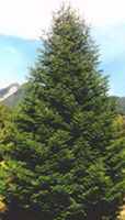 spanish fir abies pinsapo seeds seedling tree 