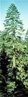 noble fir abies procera seeds seedling tree