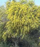 golden wreath wattle acacia cyanophylla seeds seedling tree