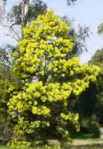black wattle acacia decurrens seeds seedling tree