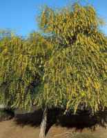 Blue Leaf Wattle acacia saligna seeds seedling tree