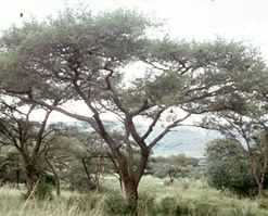 paperbark thorn acacia sieberiana seeds seedling tree