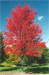 autumn blaze acer freemanii seeds seedling tree