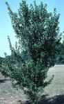 trident maple acer buergerianum seeds seedling tree