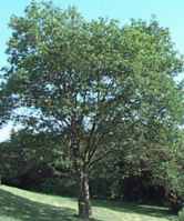 Hedge Maple acer campestre seeds seedling tree