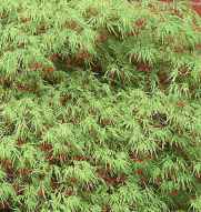 japanese laceleaf maple acer palmatum dissectum seeds seedling tree