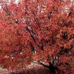 flame maple acer ginnala seeds seedling tree