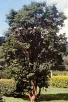 paperback maple acer griseum seeds seedling tree