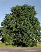 big leaf maple acer macrophyllum seeds seedling tree