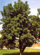 manitoba maple box elder acer negundo seeds seedling tree
