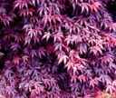 japanese maple acer palmatum seeds seedling tree