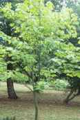 snakebark maple acer pennsylvanicum seeds seedling tree