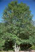 acer pseudoplatanus planetree maple tree seed seedling