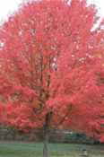 red maple acer rubrum seeds seedling tree
