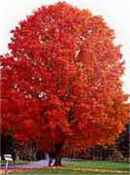 sugar maple acer saccharum seeds seedling tree