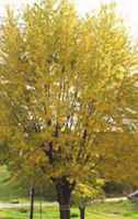 silver maple acer saccharinum seeds seedling tree