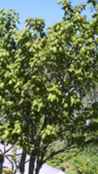 mountain maple acer spicatum seeds seedling tree