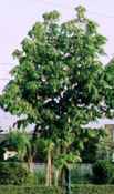 japanese horse chestnut aesculus turbinata seeds seedling tree