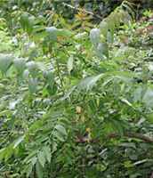 tree of heaven ailanthus altissima seeds seedling tree