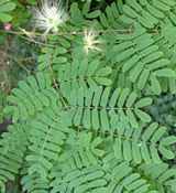 kalkora mimosa albizia seeds seedling tree