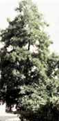 european alder alnus glutinosa seeds seedling tree