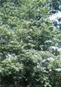 manchurian alder alnus hirsuta seed seedling tree