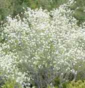 fireberry amelanchier ovatis seeds seedling tree