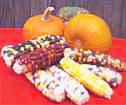 anasazi corn seed