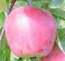 apple ambrosia fruit tree seed seedling