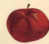 black ben davis apple tree fruit seed seedling