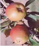 braeburn apple tree fruit seed seedling