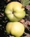 calville blanc d hiver apple fruit tree seed seedling