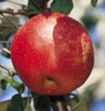 chenango strawberry apple fruit tree seed seedling
