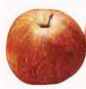 duchess of oldenburg apple fruit tree seed seedling