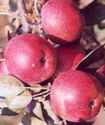 empire apple fruit tree seed seedling
