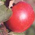 fameuse apple tree fruit seed seedling