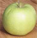 grimes golden apple tree fruit seed seedling