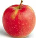 jonagold apple fruit tree seed seedling